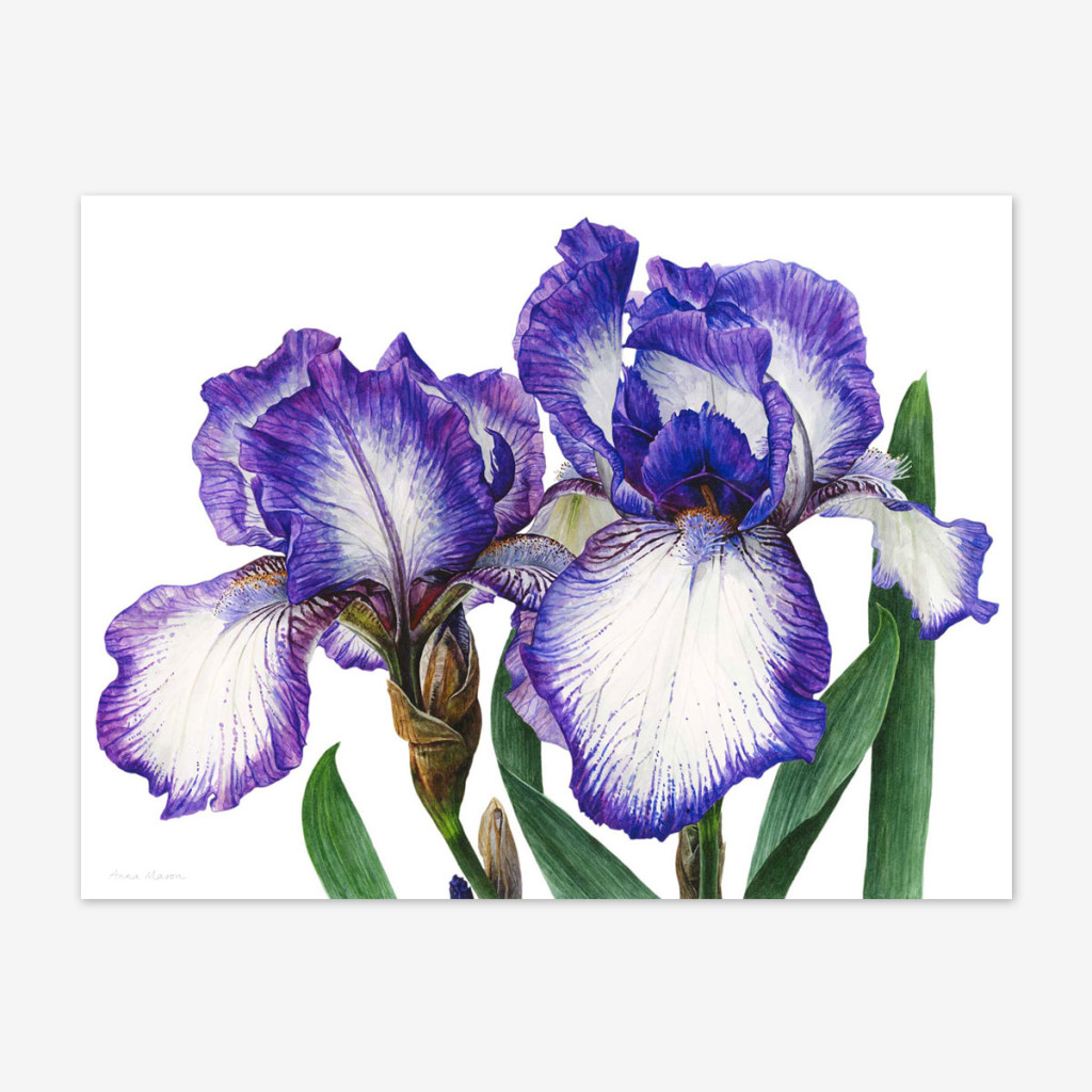 X Prints Archives Anna Mason S Online Shop Modern Botanical Art