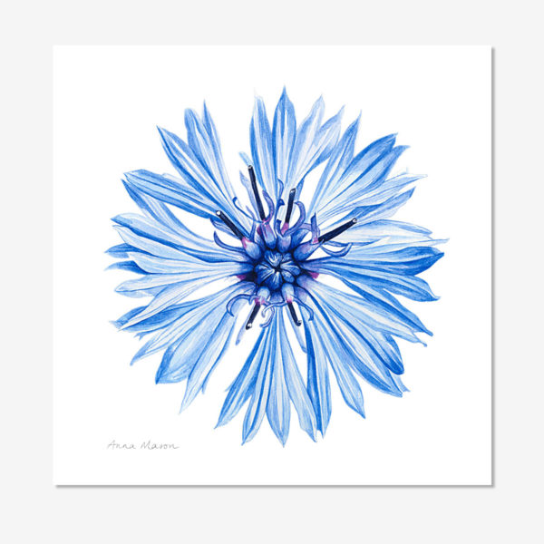 X Prints Archives Anna Mason S Online Shop Modern Botanical Art