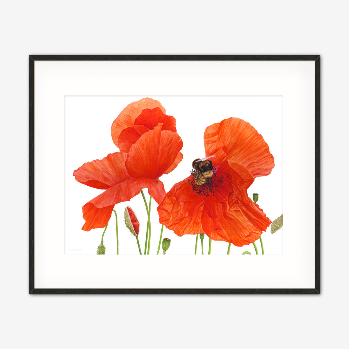 Red Poppy – Anna Mason Art
