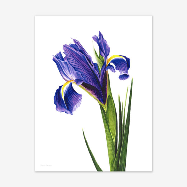 Products Archive - Anna Mason's Online Shop: Modern Botanical Art