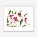 pansyorchid_whiteframe
