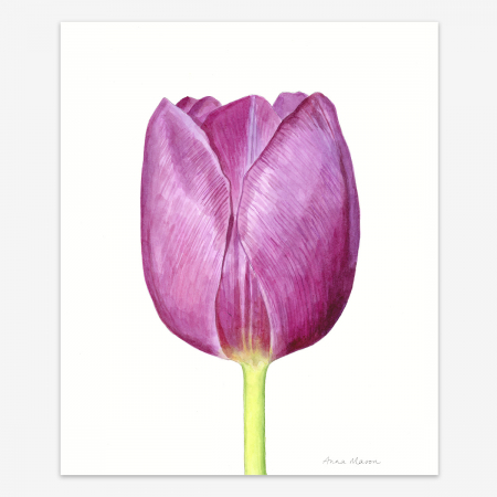 Purple_Tulip (1)
