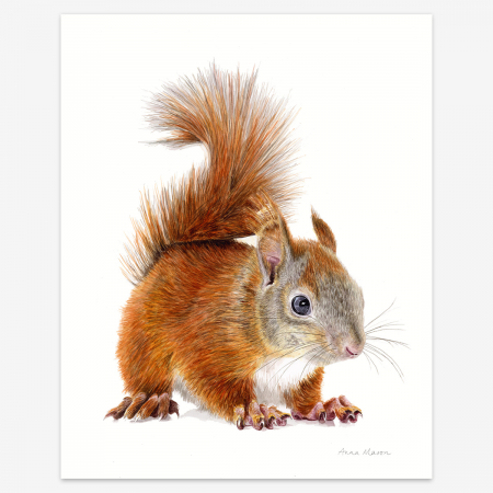 Red Squirrel Painting