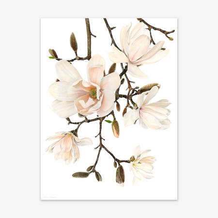 magnolia_print
