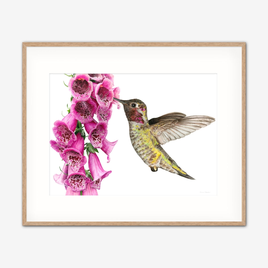 Anna's Hummingbird On Foxglove - Anna Mason's Online Shop: Modern 