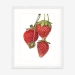 strawberrieseverest_whiteframe