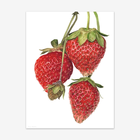 strawberrieseverest_print