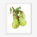 pears_whiteframe