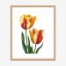 tulips_gp_oakframe