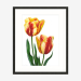tulips_gp_blackframe
