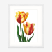 tulips_gp_whiteframe