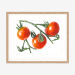 tomatoes_oakframe