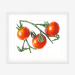 tomatoes_whiteframe
