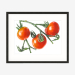 tomatoes_blackframe