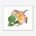 plums_whiteframe