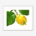 quince_whiteframe