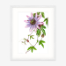passionflower_whiteframe