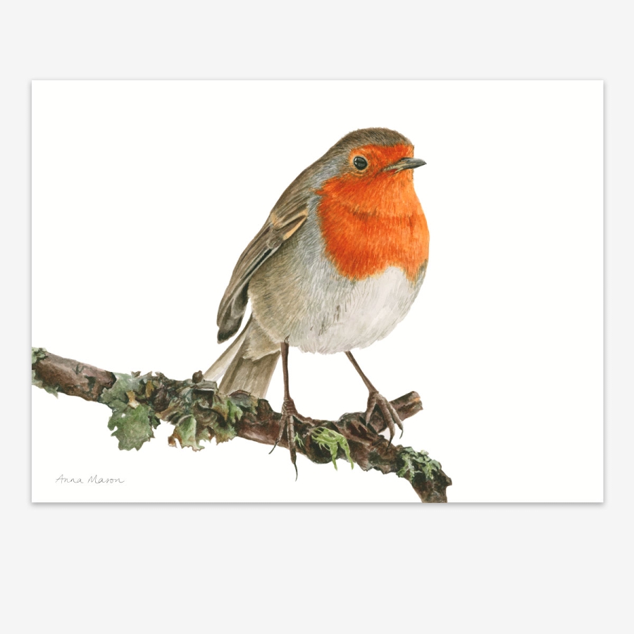 Robin Redbreast, Robin Wood Engraving Print, Print from 2024 Engraved EndGrain Maple, Unframed